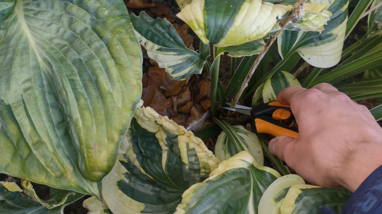 Writer Pete Wise, testing the Fiskars SP13.