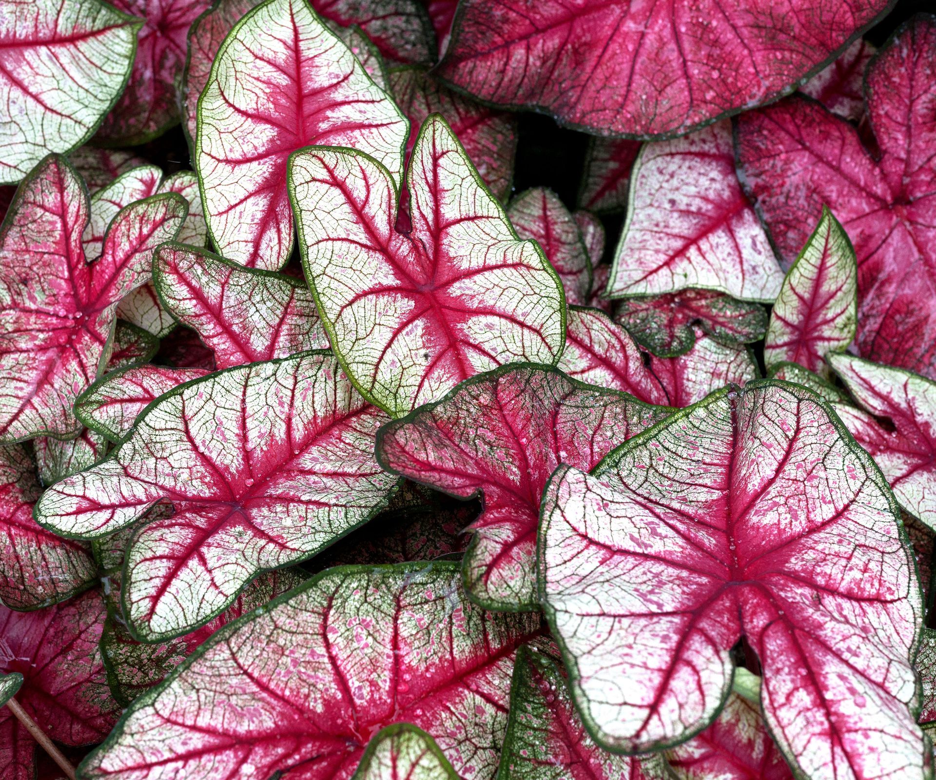 pink white and green caladium foliage