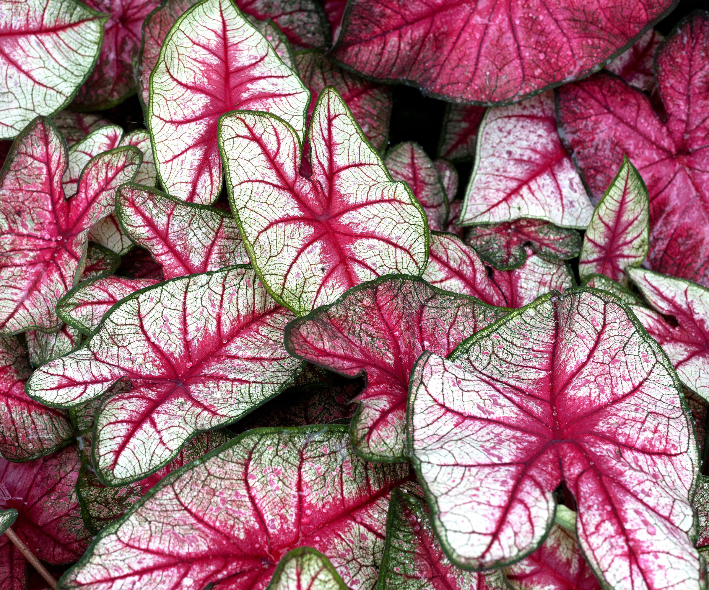 pink white and green caladium foliage
