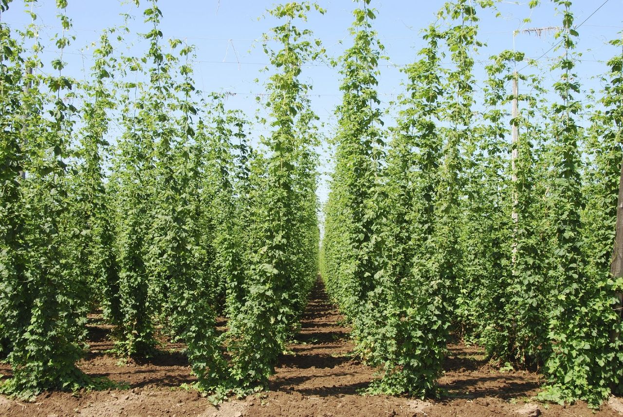 Hops Plants Spaced Perfectly In Field