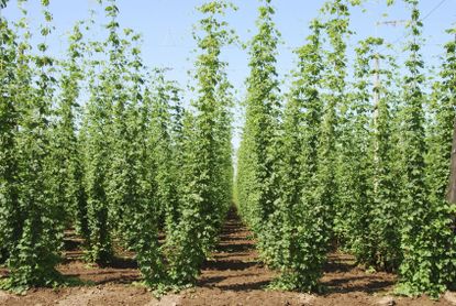 Hops Plants Spaced Perfectly In Field