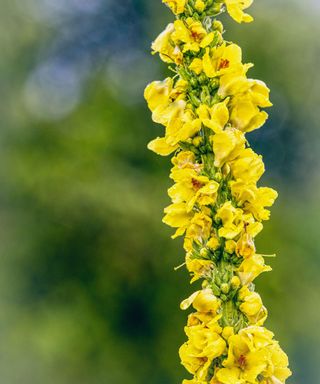 Tall yellow Verbascum Creticumm stem growing outdoors covered in water droplets