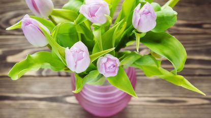 Tulips in a vase