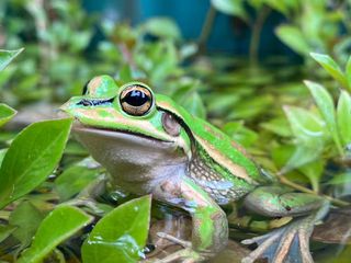 A close-up of a green frog