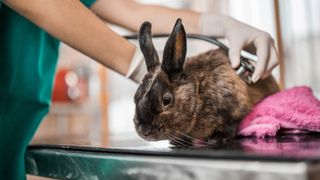 Rabbit at the vet