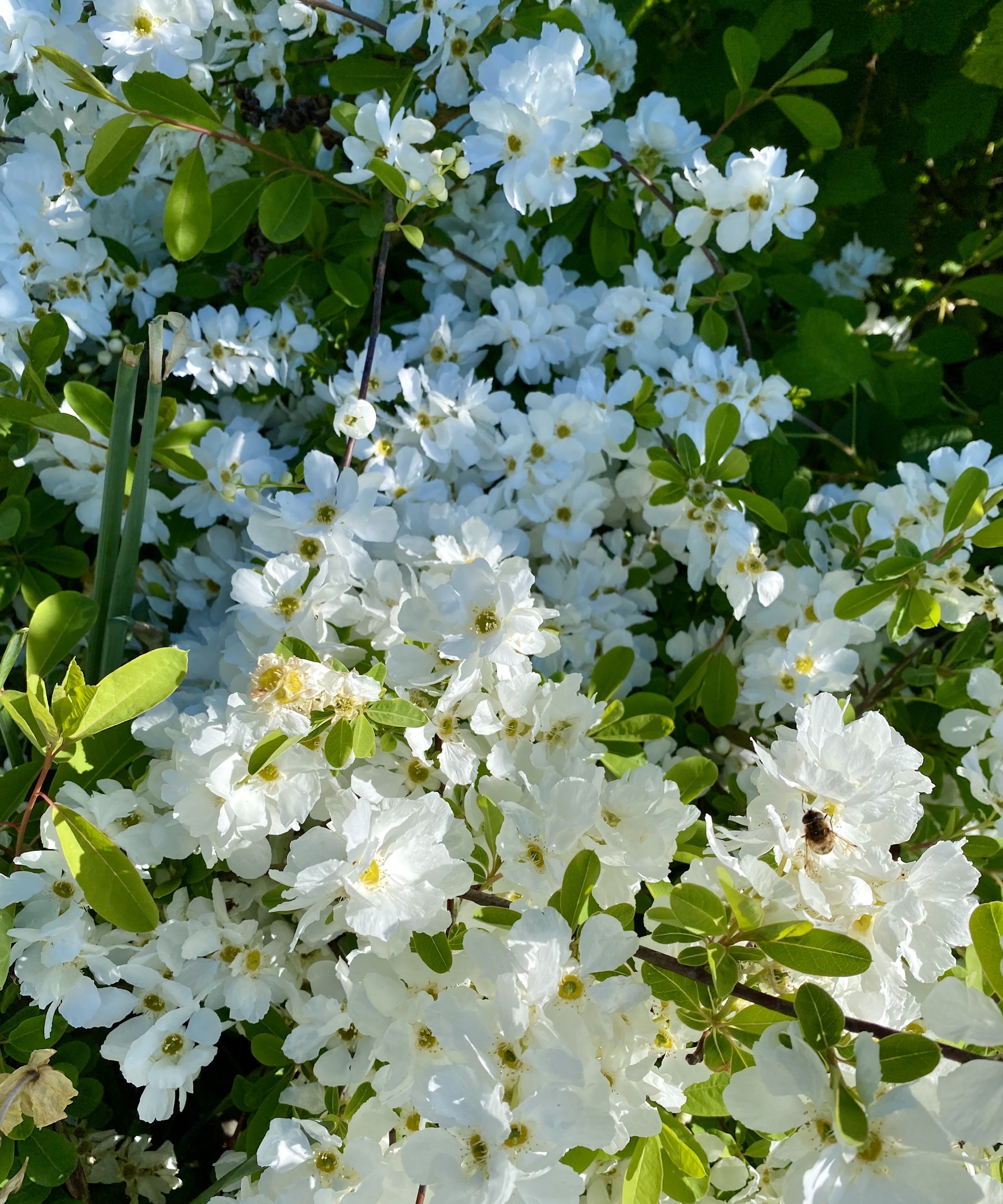 Pearl Bush, Exochorda, in full bloom