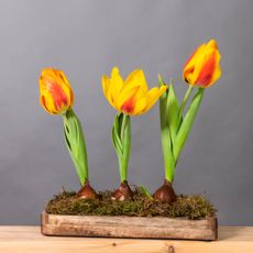 Three forced yellow and orange tulips growing from a piece of wood