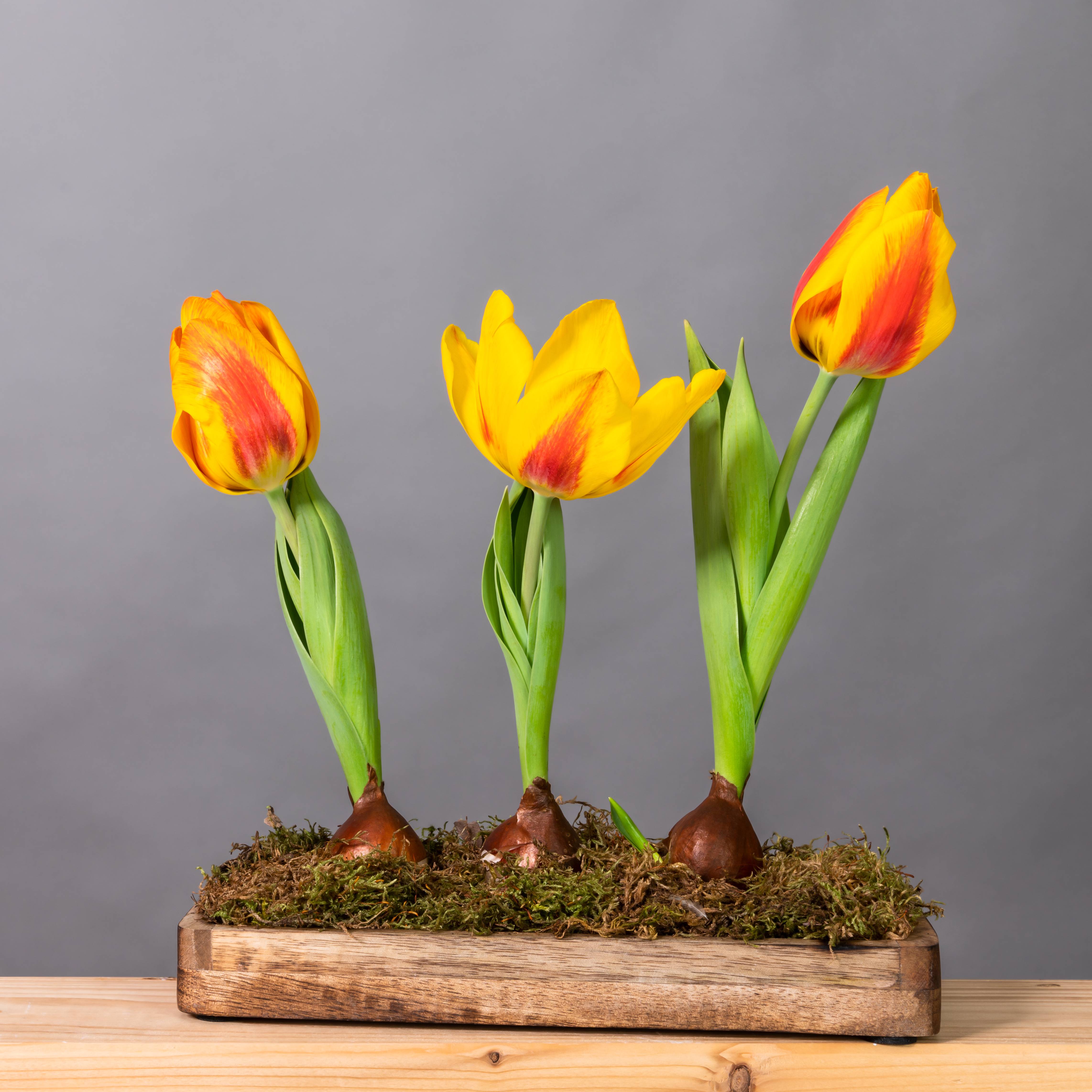 Three forced yellow and orange tulips growing from a piece of wood