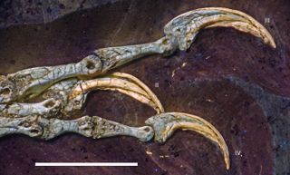 The digits of the right foot of the Bavaria Archaeopteryx specimen can be seen here.