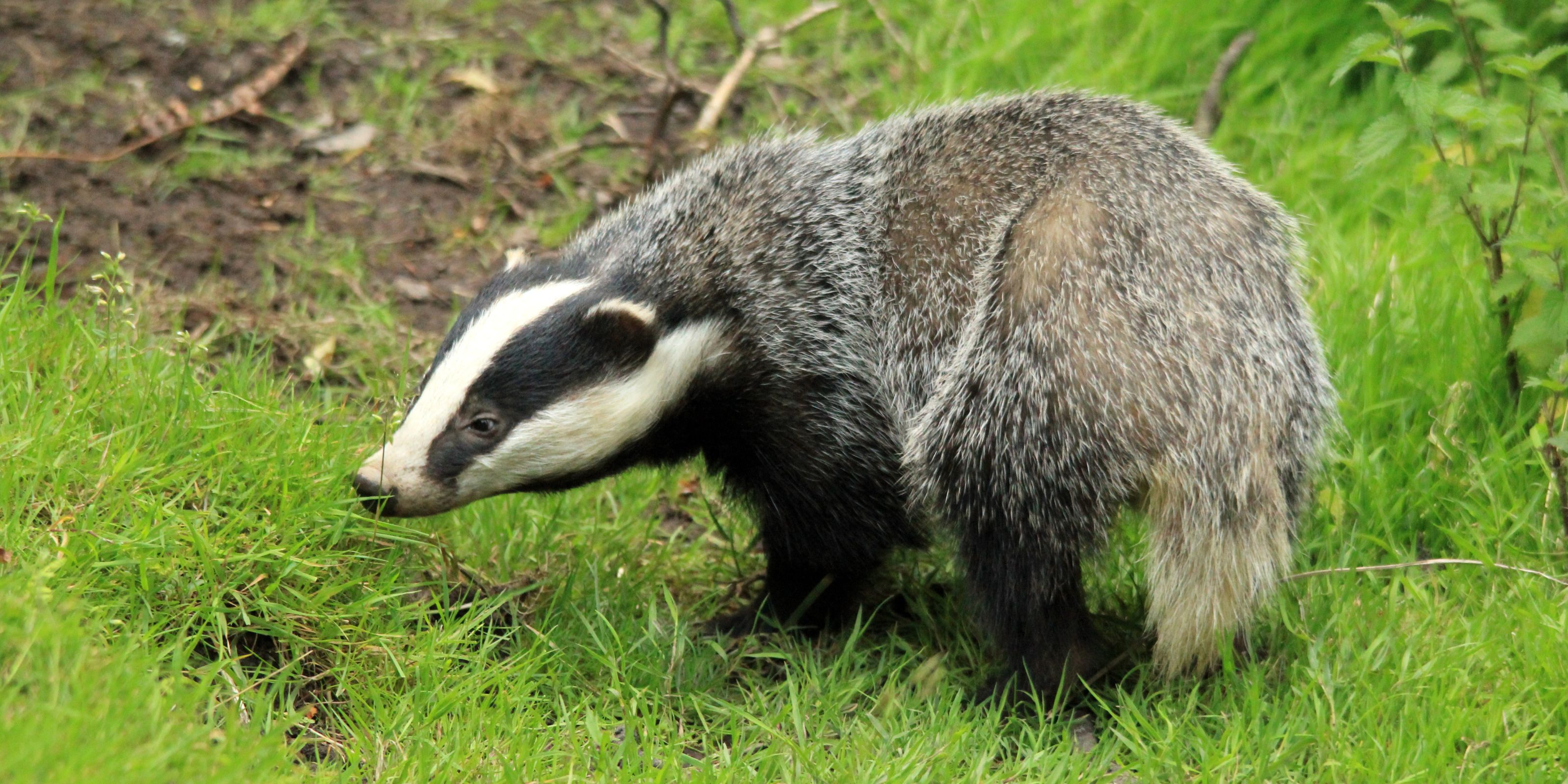 A badger on a lawn