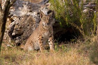 do lynx travel in groups