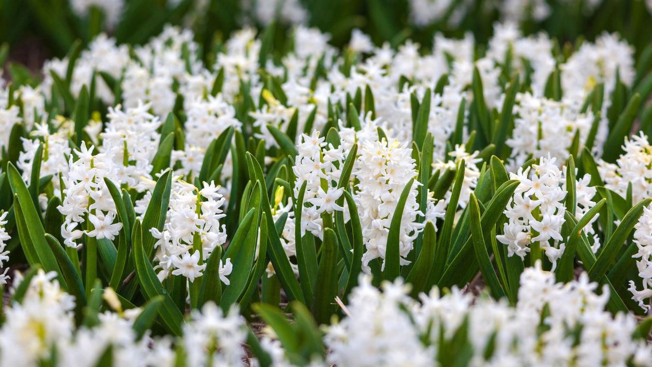 hyacinths