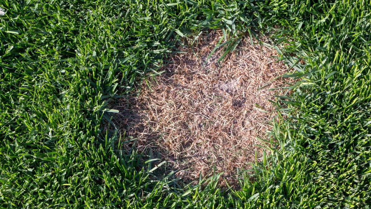 9 signs that you’re cutting your grass too short Tom