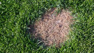 A patch of grass which has been subject to disease and turned brown