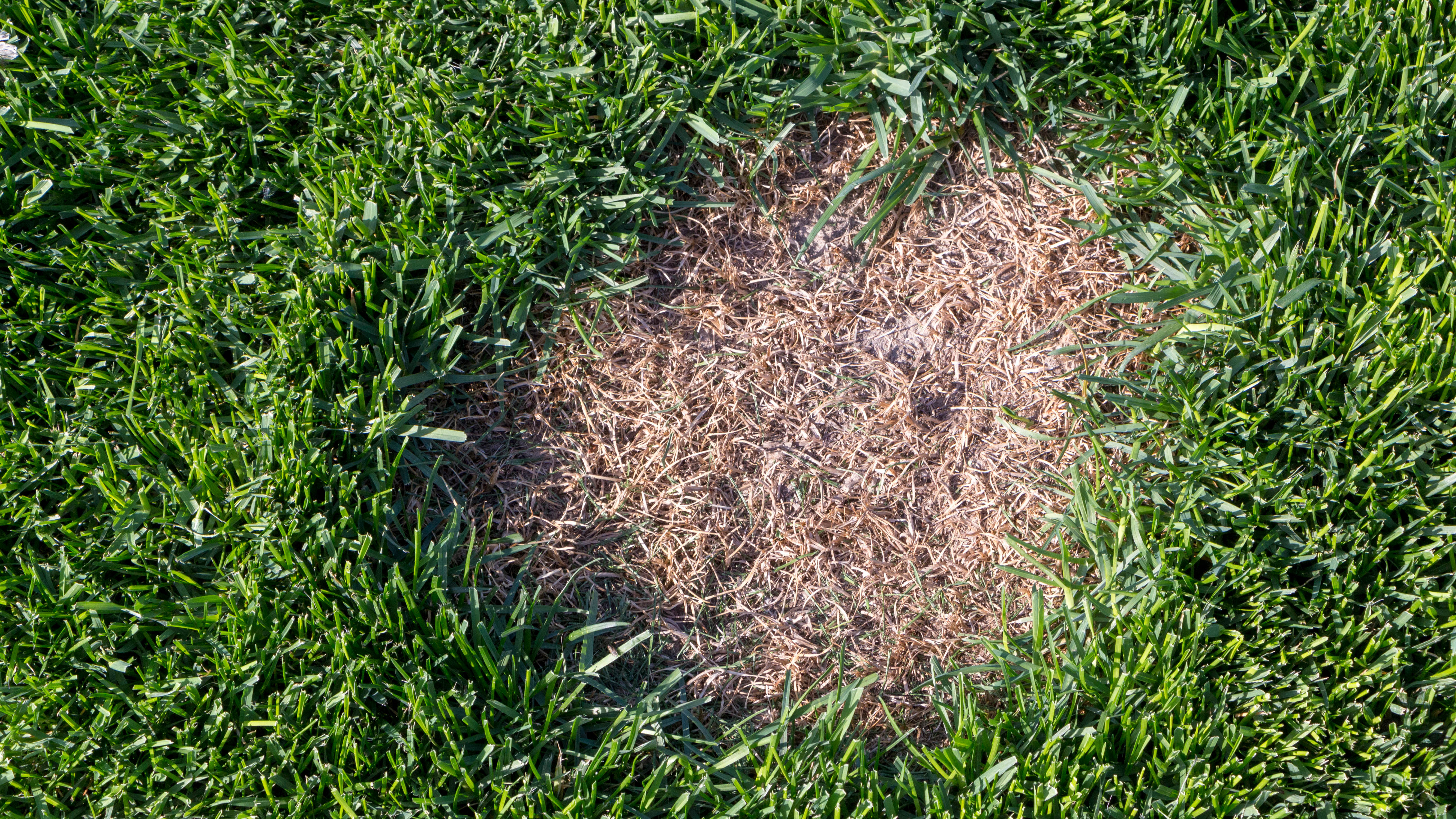 a piece of grass that has been subjected to disease and has turned brown