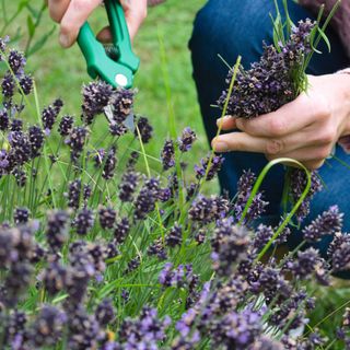 Cutting lavender