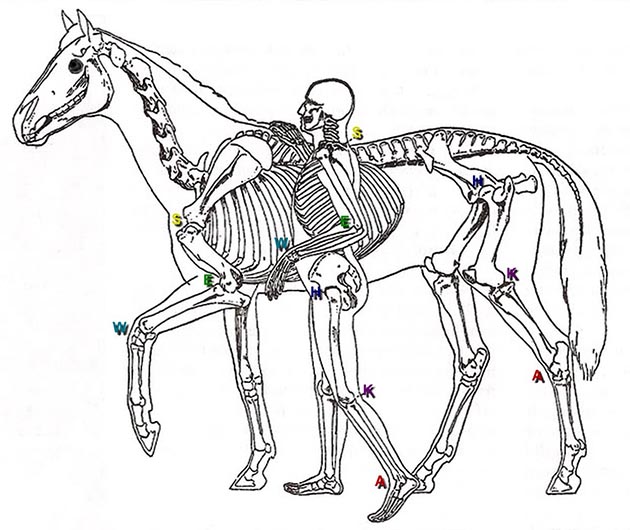 By Modified by Mcapdevila from 1905 work - https://chestofbooks.com/animals/horses/Health-Disease-Treatment-4/Bony-Framework.html#.UVlzoPLqPOY, CC BY 3.0, https://commons.wikimedia.org/w/index.php?curid=25392224