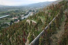 Vineyards on La Mouline, Rhone