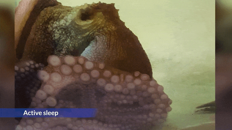 A short video clip of an octopus changing colors during active sleep