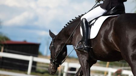 Horse stretching forward and down in free walk on a long rein during a dressage test