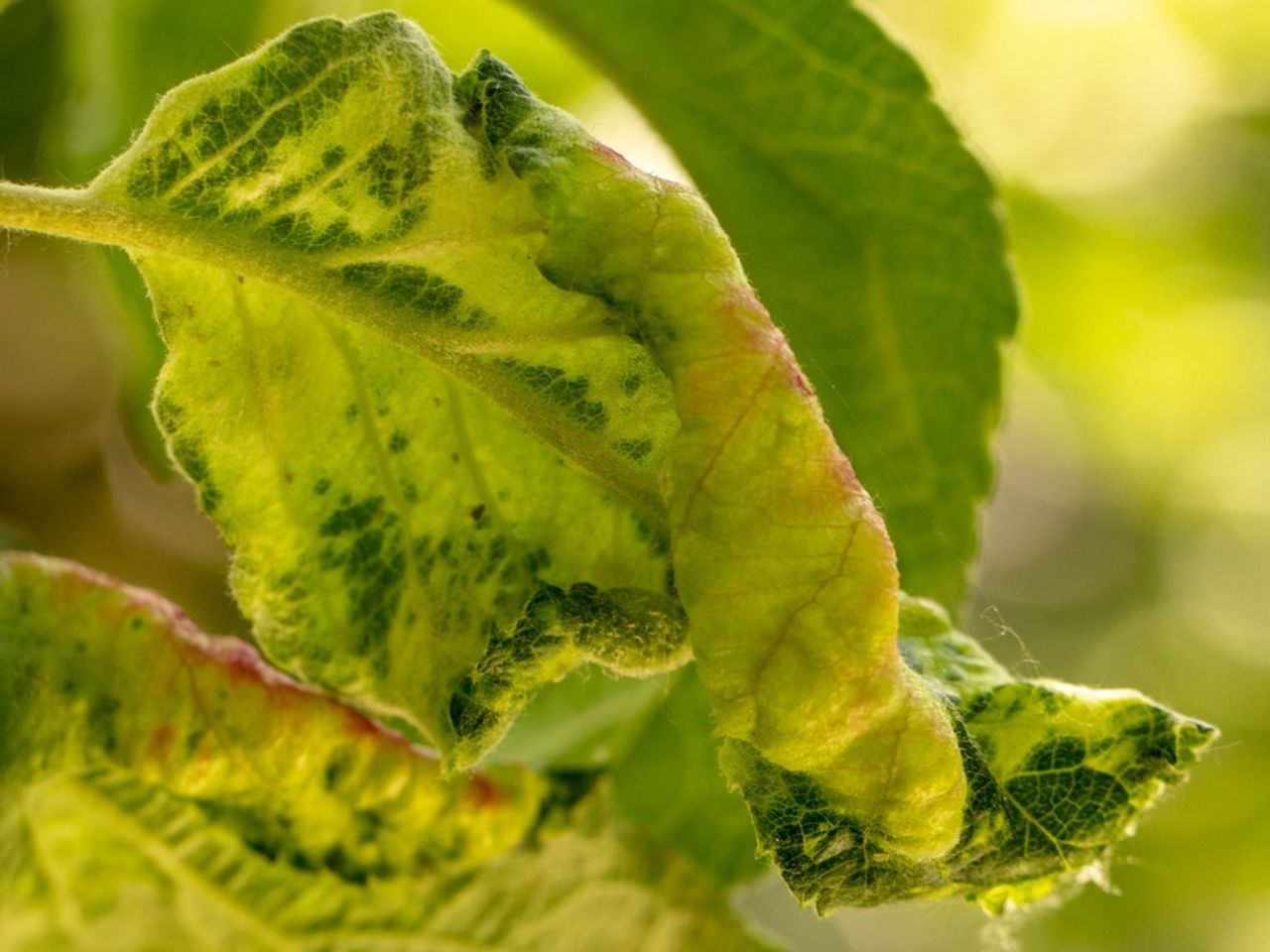 Discolored Apple Leaves From Chlorosis