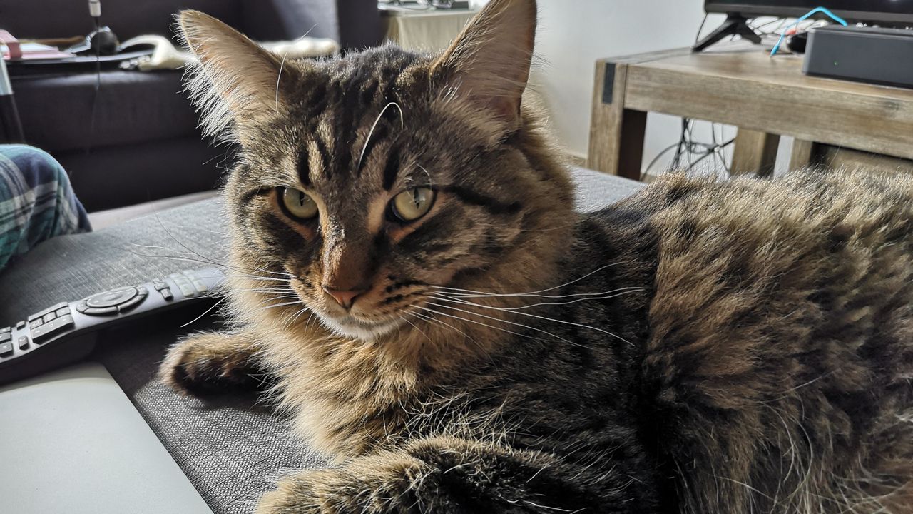 After correctly identifying him as a cat, the P20 did a good, if slightly dull job of capturing Moose's spectacular ear hair and fleeting look of disdain.