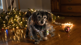 Christmas tree knocked over with a dog in front of it with tinsel round its neck