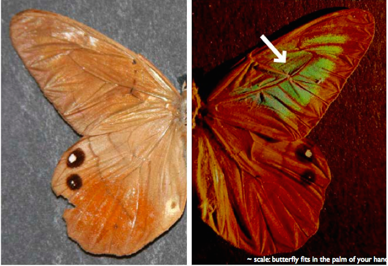 Colorful Butterfly Wings Inspire Counterfeit Proof Tech Live Science 