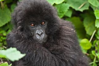 mountain-gorilla-wcs