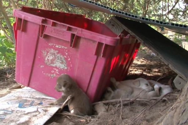 Nearly 100 Animals Rescued From Squalor At Rural Homestead (Op-Ed ...