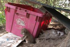 nearly 100 dogs and cats had to be rescued from a single homestead in Arkansas.