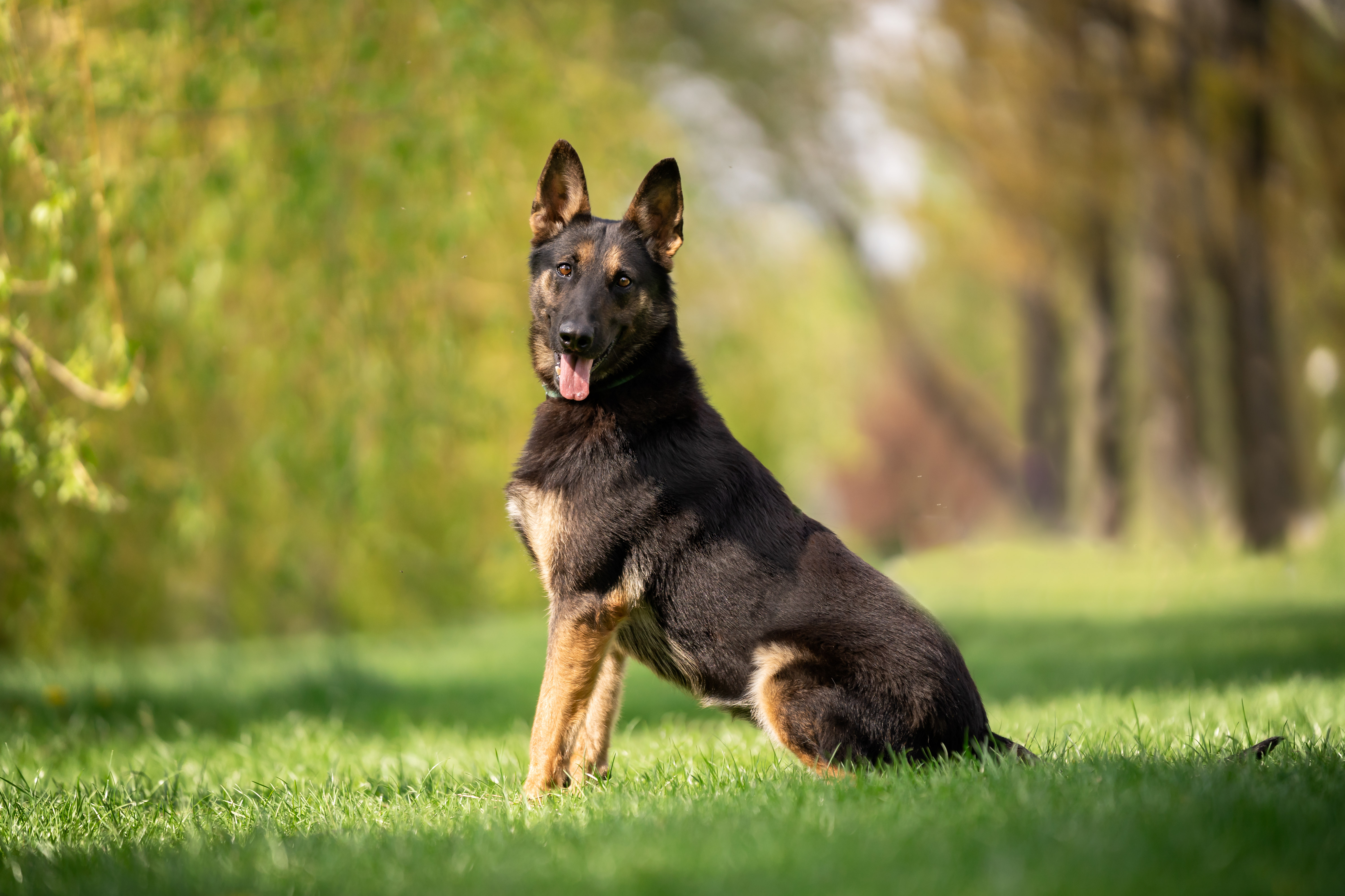 Belgian Malinois sitting in park side on