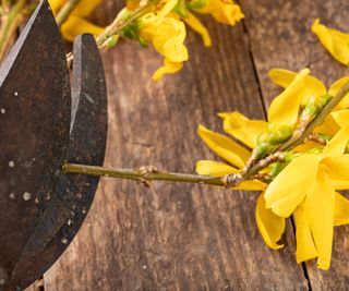 making forsythia cuttings