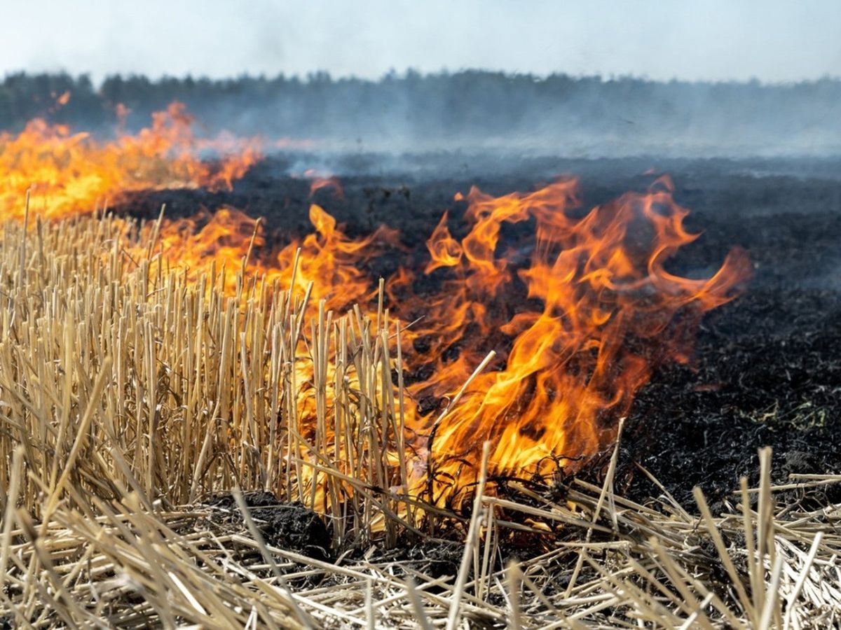 How Fire Affects Soil Effects Of Fire On Vegetation And Soil