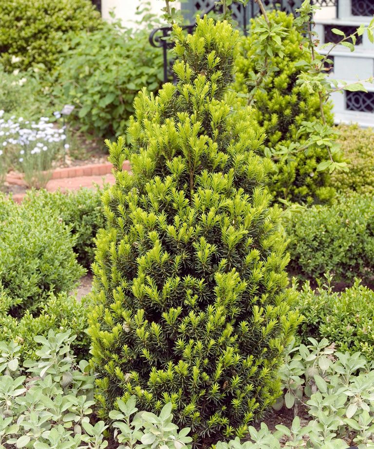 Best hedging plants 10 choices for beautiful boundaries Homes & Gardens