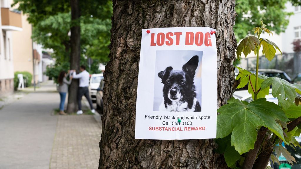 How to prevent your dog being stolen | PetsRadar