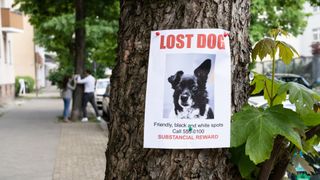 Lost dog poster on a tree