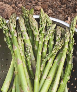 A selection of asparagus stems in a colander