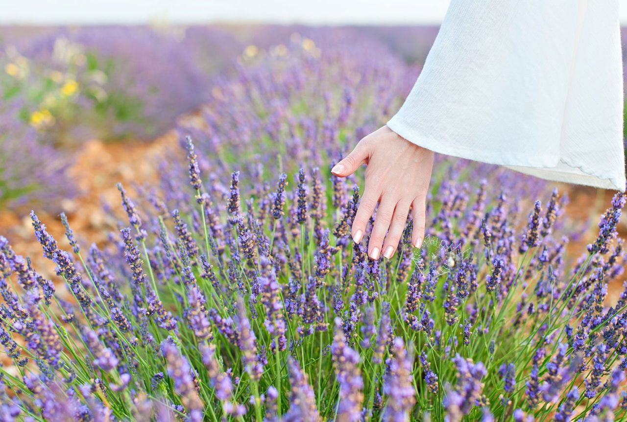 Person Feeling Purple Plants