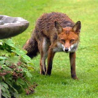 Red fox on lawn in garden