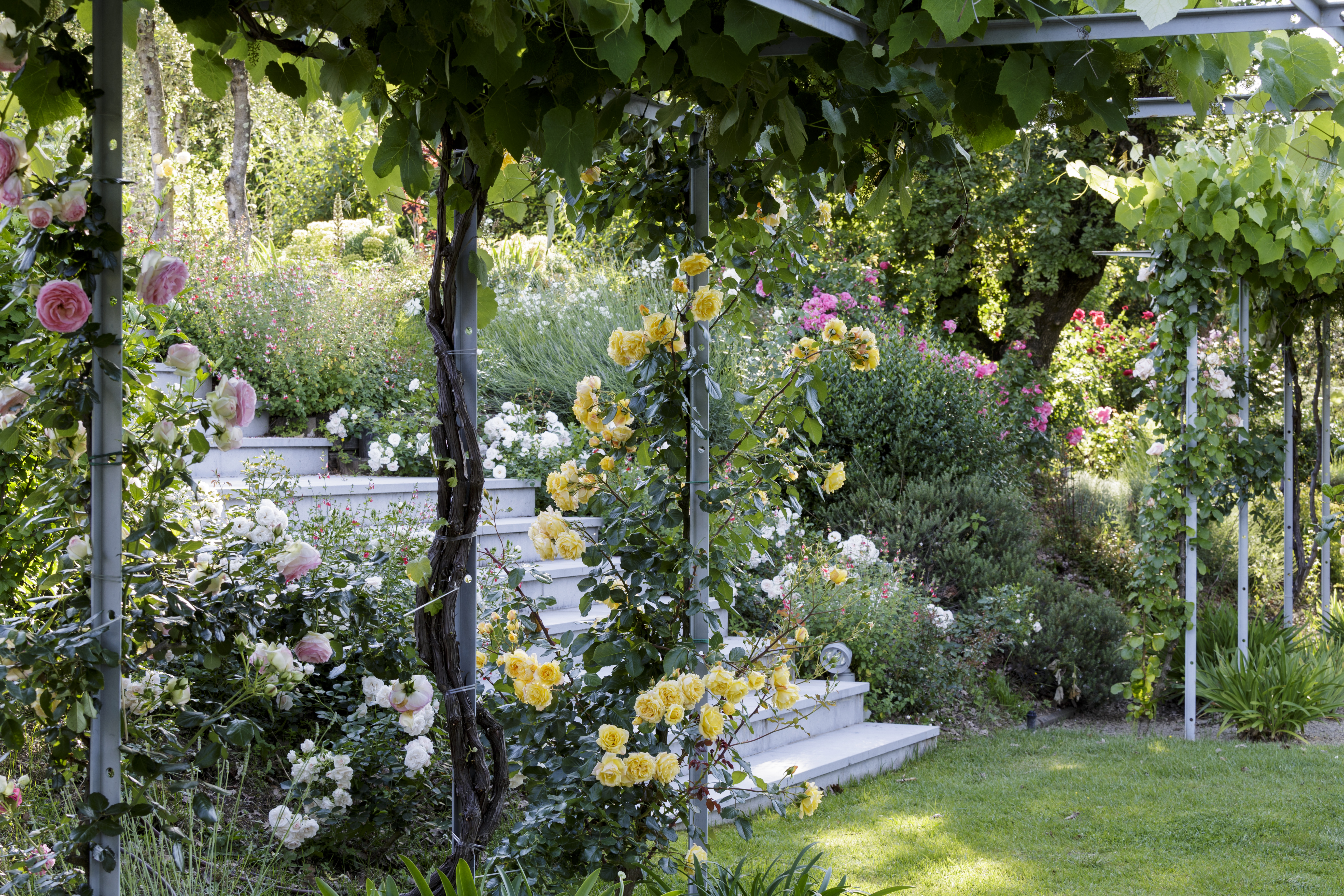 An example of how to landscape a backyard showing white stone steps surrounded by trees and yellow and pink roses