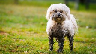 Maltese dog covered in mud