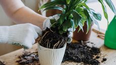 peace lily in pot