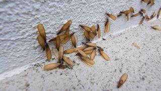 Termite swarmers against a wall