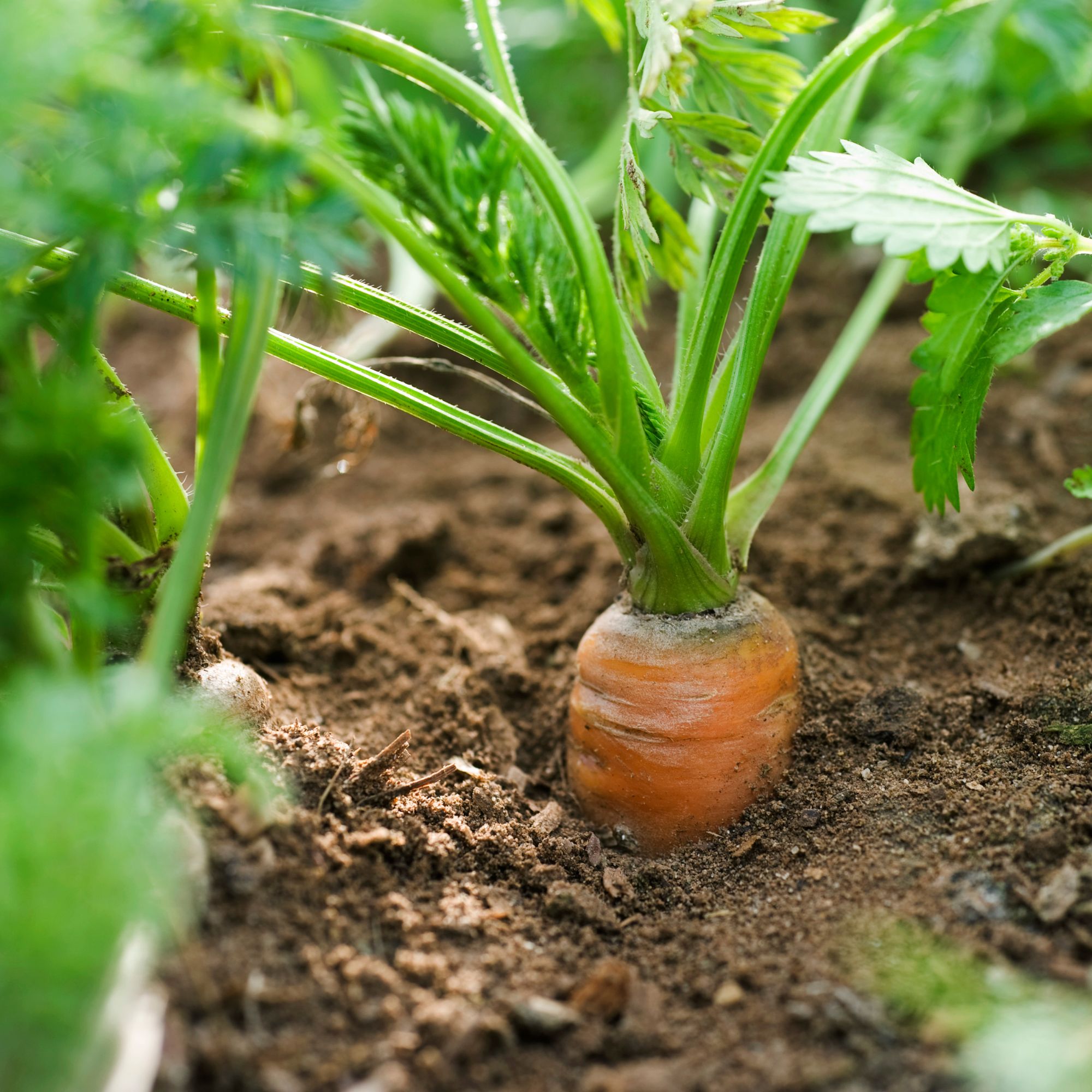 A close-up image of a carrot growing in a garden plot