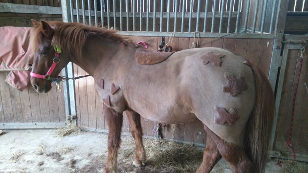 “This is my daughter’s lovely pony Cherry Pie who I clipped. She needed something extra special as she is a complete little star” — Julie Cameron