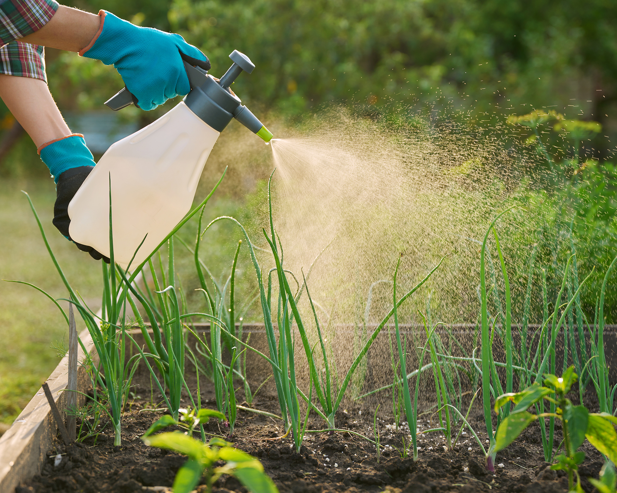 Close-up of hands with sprayer, spraying onion plants on wooden raised bed box, outdoor. Plant protection from fungal diseases infections, insect control, foliar fertilizers to increase yield