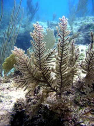 coral reefs, climate change