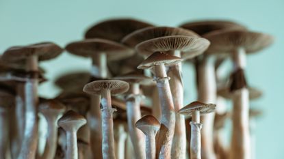 close-up of a patch of psilocybin mushrooms