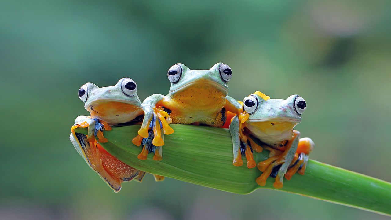 Three frogs